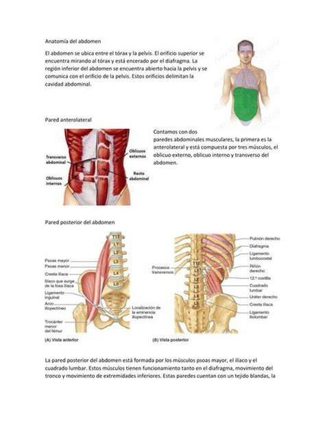 Anatomía Del Abdomen Marcela Martinez Udocz