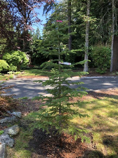 Alpine Fir A Tree Garden