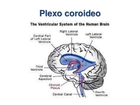 Resultado de imagen de plexos coroideos Anatomía humana Anatomía