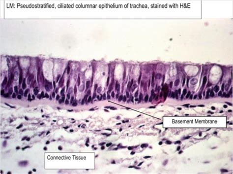 Histology Epithelium Flashcards Quizlet