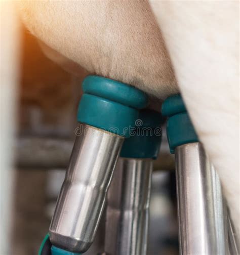 Milking A Cow Milking Machine Stock Image Image Of Livestock Farm