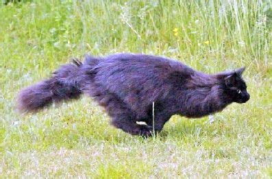 Pin By Cindy Kinsey On K I T T I E S Cat Boarding Cats Black Bear