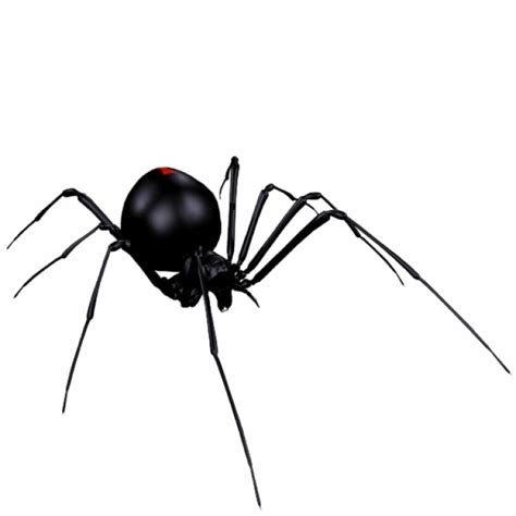 Free Black Widow Spider Art Download Free Black Widow Spider Art Png