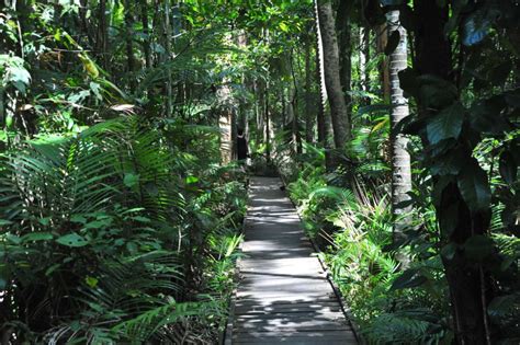 Boardwalk Through Swamp In Botanical Gardens Cairns Flickr