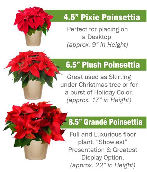 Christmas Poinsettias Pensacola Fl Heroman Services Plant Company