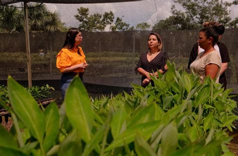 Viveiro da Floresta está doando mudas de espécies florestais e frutíferas