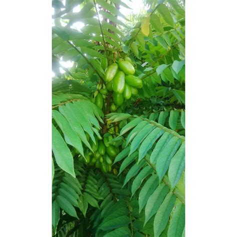 Jual Seed Center Daun Belimbing Wuluh Herbal Kering Lembar