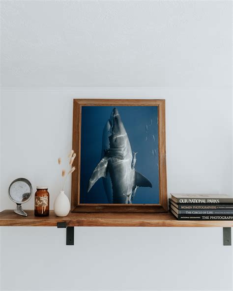Great White Shark Print, Fine Art Wall Decor - Etsy