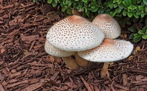 How To Get Rid Of Mushrooms In Mulch Backyard Advisor