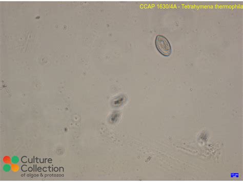 Tetrahymena thermophila