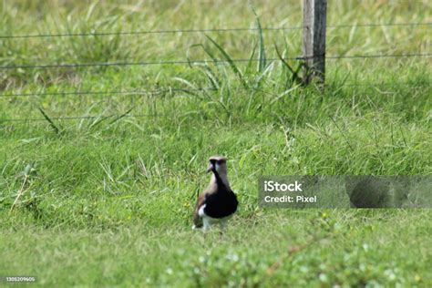 Tero Stock Photo - Download Image Now - Animal, Animal Body Part ...