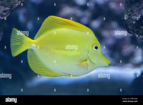 Saltwater Fish Hi Res Stock Photography And Images Alamy