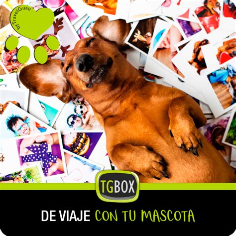 De Viaje Con Tu Mascota Tgbox