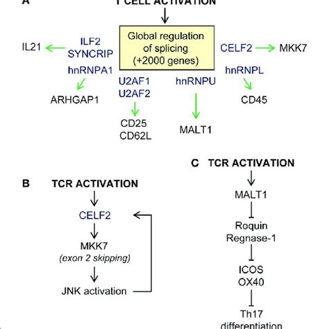 Examples Of Post Transcriptional Regulation Upon T Cell Activation