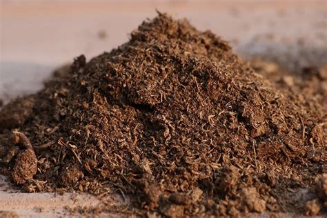 Peat Moss For Plants A Complete Guide To Boosting Growth And Nurturing