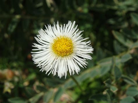 Pata De Le N Flora Del Bosque Mes Filo De Monta A Y Vegetaci N