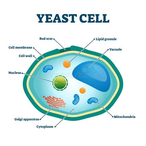 Yeast Cell Stock Illustrations 537 Yeast Cell Stock Illustrations