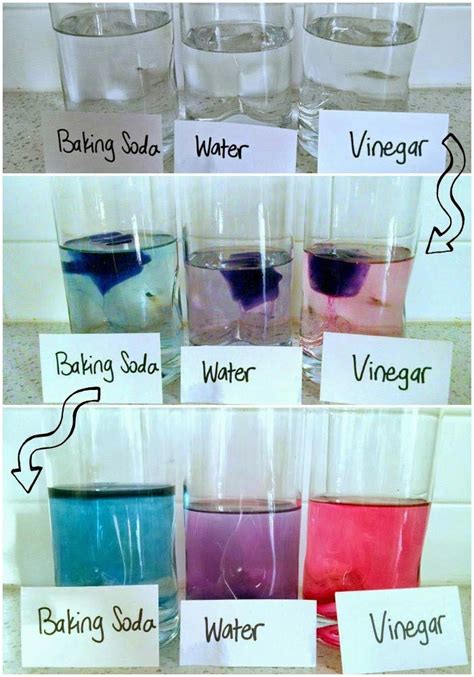 Red Cabbage Ph Indicator Kitchen Chemistry For Kids Science Kiddo