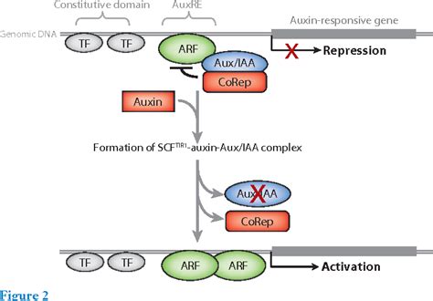 Figure 2 From Mechanism Of Auxin Regulated Gene Expression In Plants