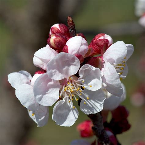 Sakura Blumen Kirschblüten Weiße Kostenloses Foto auf Pixabay Pixabay