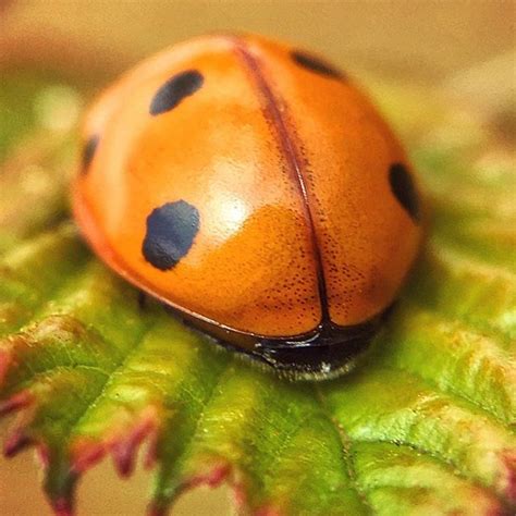 Ladybird Sunday Ladybug Ladybird