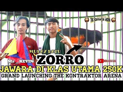 Muray Batu Zorro Milik Mr Kevin Gawat Bc Hancurkan Harapan Lawannya