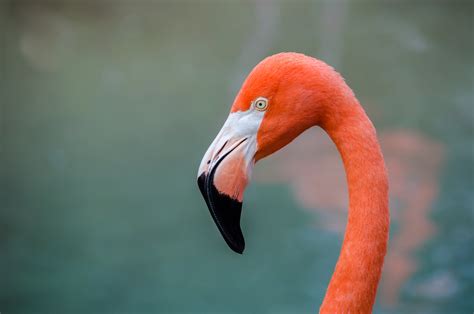 Closeup Photography Of Flamingo Hd Wallpaper Wallpaper Flare