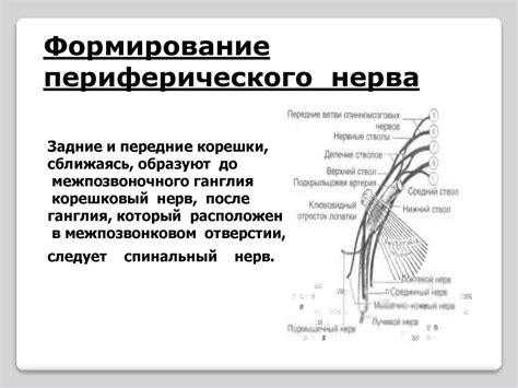 Заболевания периферической нервной системы - презентация онлайн