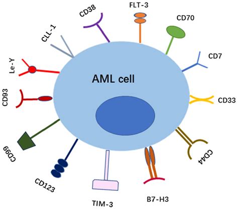 Recent Advances In Car‐t Cell Therapy For Acute Myeloid Leukaemia Gao