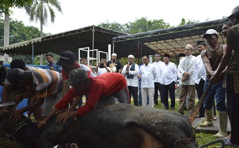 Rayakan Idul Adha H Pelindo Sembelih Hewan Qurban