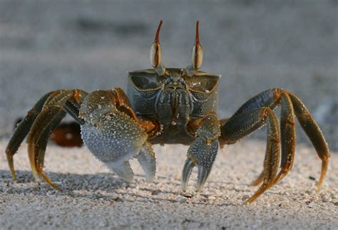 Crustáceos Mundo Oceánico