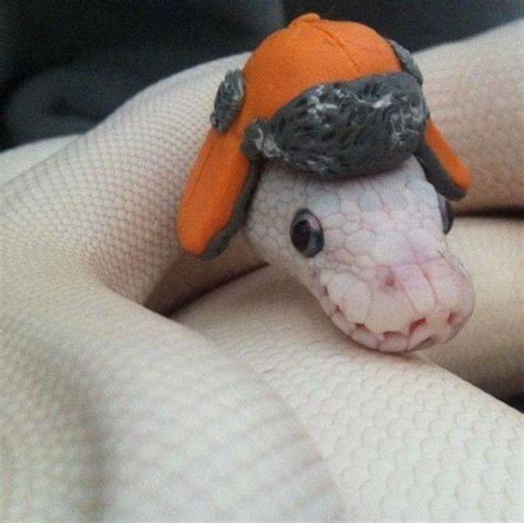 [Found] OMG he's so cute!!! : Snek