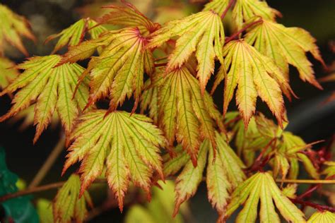 Acer Palmatum Holy Ghost Japanese Maple Conifer Kingdom