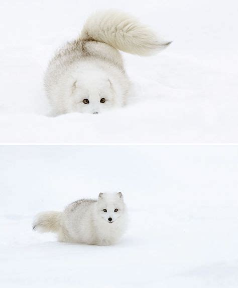 Magnifiques Photos De Renards Dans La Neige Tout Rien Renard