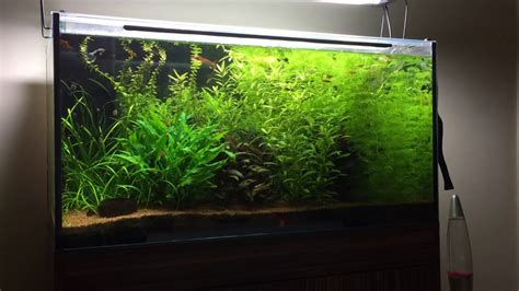 Low Tech Aquarium 160L YouTube