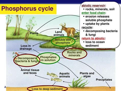 Ecosystems Ppt Download