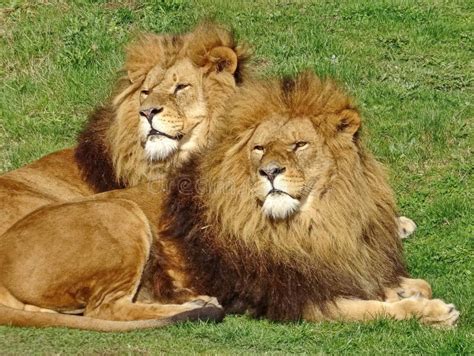 Two Lion Brothers Sleep Together With Their Heads Against Each O Stock Image Image Of King