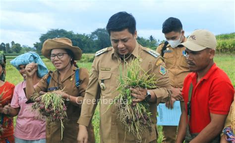 Panen Penangkaran Bawang Merah Bupati Samosir Jangan Dikonsumsi