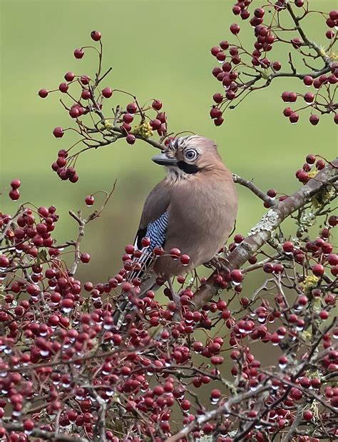 Tuesday 21st February 2023 Cornwall Birds CBWPS