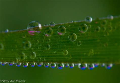 Wallpaper Water Green Dew Leaf Drop Drops Crop Macro