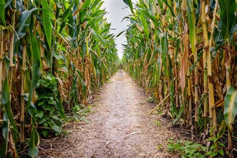 Best corn mazes in the U.S. for 2020, ranked