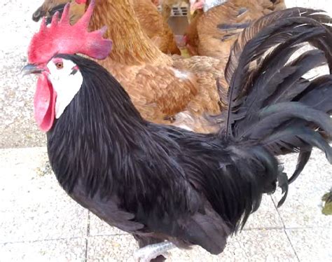 White Faced Black Spanish Chicken Origin Characteristics