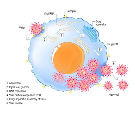 Tahapan Replikasi Virus Dalam Sel Tubuh Hello Sehat
