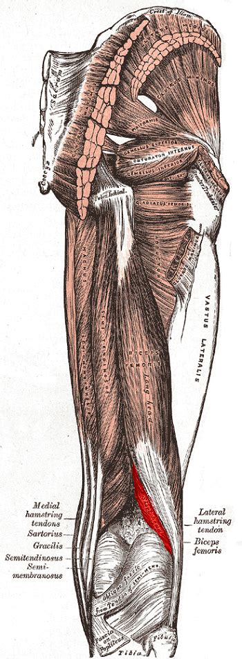 Biceps Femoris Muscle Function Origin And Insertion