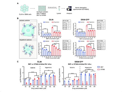 STS66 Reduces NKCC1 Mediated Rb Influx In Cultured Glioma Cells In