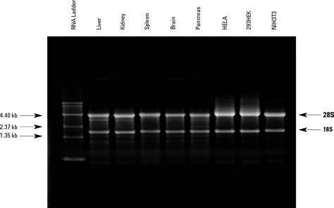 Figure From Efficient Method For Isolation Of High Quality