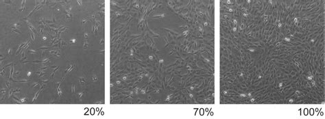 Cell Culture Assays Scientia Research