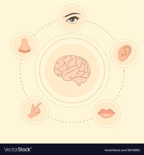 Five senses Royalty Free Vector Image - VectorStock