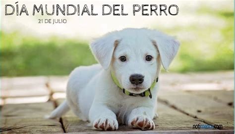 21 de julio Día Mundial del Perro por qué se celebra hoy