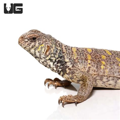 Uromastyx For Sale Underground Reptiles